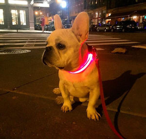 Glow-In-The-Dark LED Safety Collar