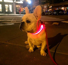 Glow-In-The-Dark LED Safety Collar